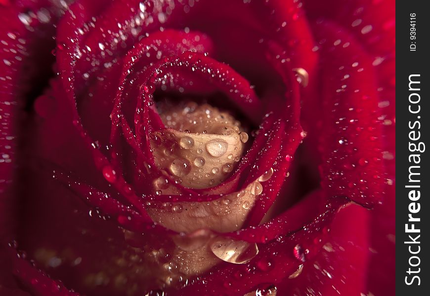 Beautiful red rose with water droplets close-up. Beautiful red rose with water droplets close-up