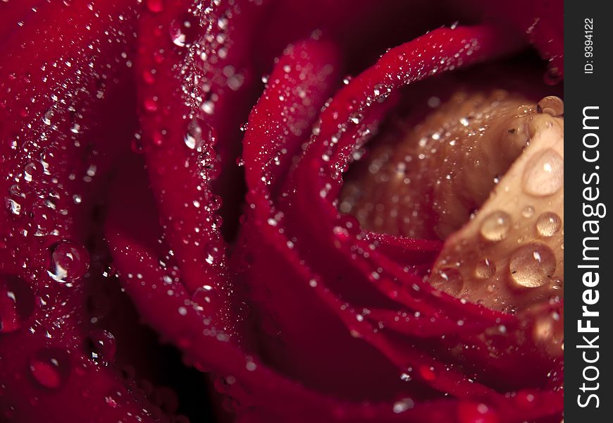 Beautiful red rose with water droplets close-up. Beautiful red rose with water droplets close-up