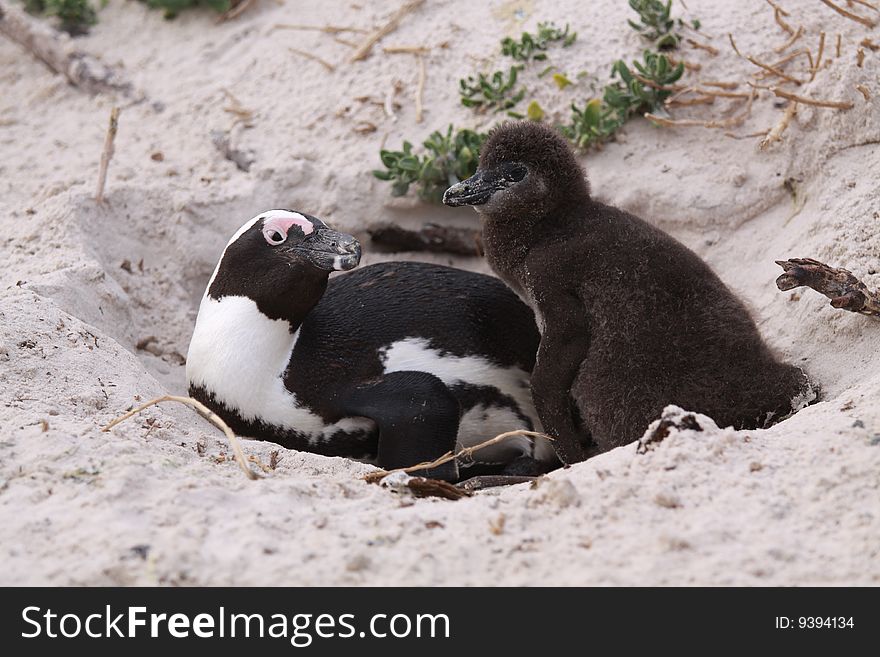 A tender family of penguin in Boulder, South Africa. She looks at his baby with tenderness. A tender family of penguin in Boulder, South Africa. She looks at his baby with tenderness