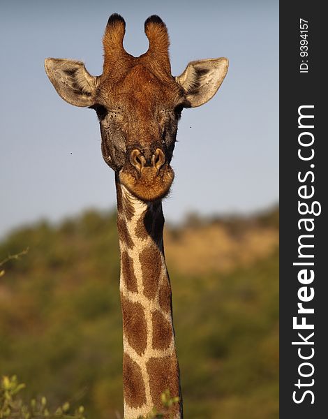 A shot of a giraffe during a safari in pillaneberg south africa. A shot of a giraffe during a safari in pillaneberg south africa