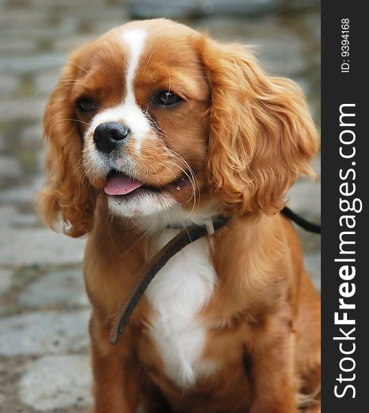 A brown and white cavalier king charles puppy.