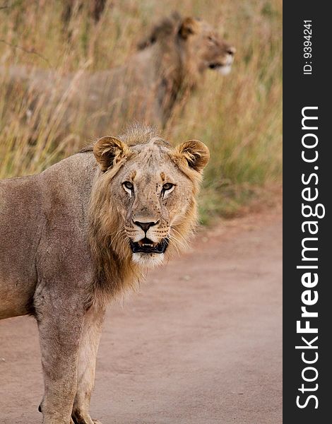 A shot of two Lion during a safari in south africa. A shot of two Lion during a safari in south africa