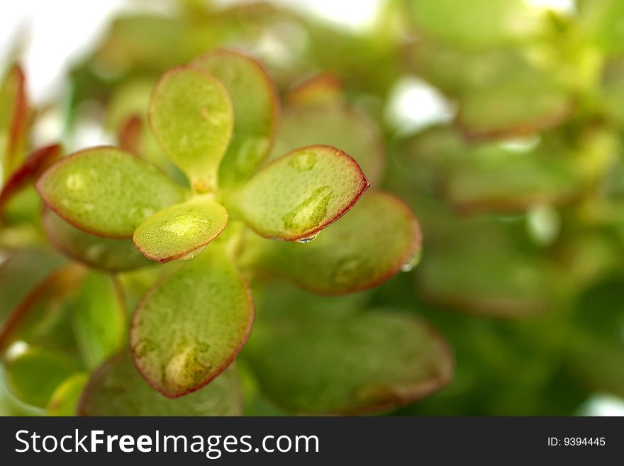 Single green succulent plant  macro