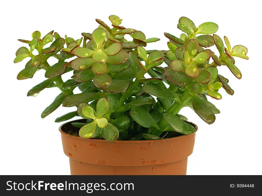 Single Green Succulent Plant