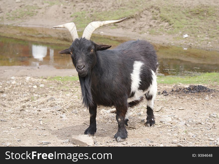 Black and white Billy Goat with two long horns.  Goat is facing forward.