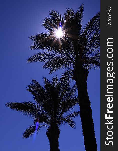 Silhouette of two palms, in Italy. Silhouette of two palms, in Italy