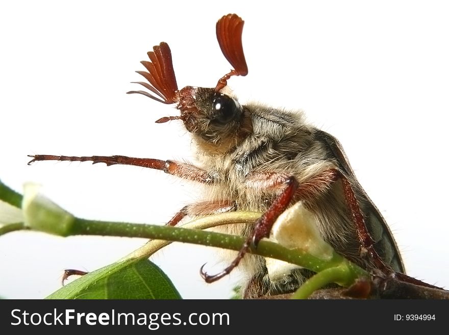 May-bug on a tree branch.