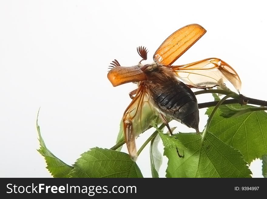 May-bug