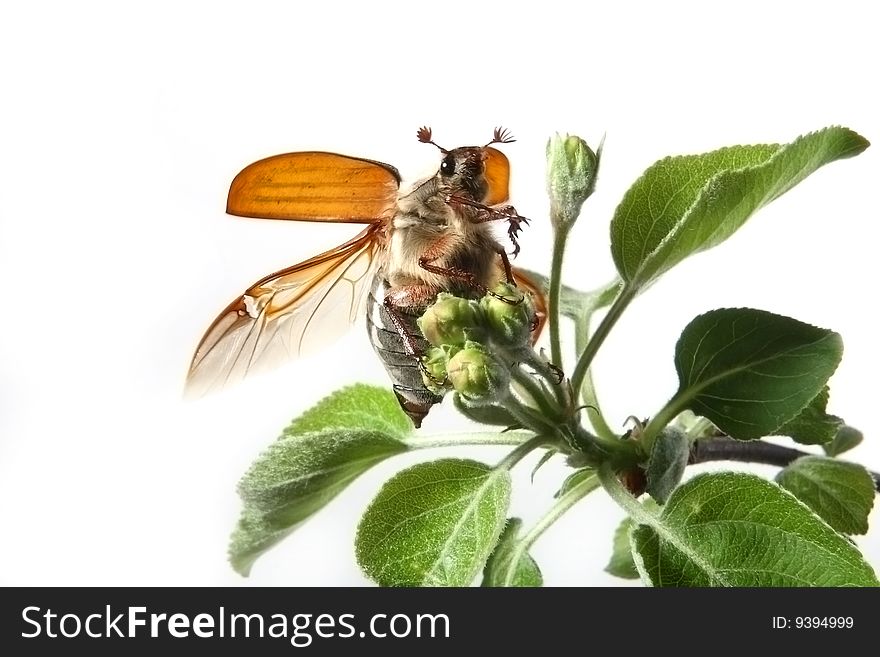 May-bug on a tree branch.