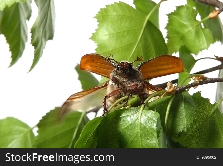 May-bug on a tree branch.