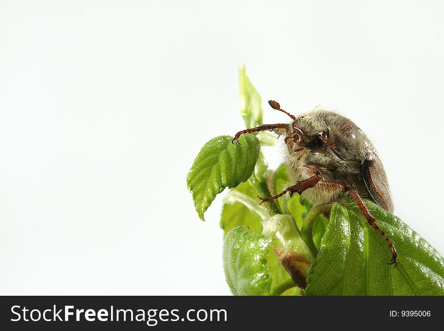 May-bug on a tree branch.