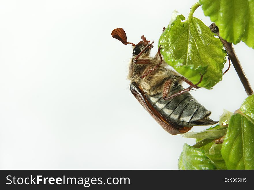 May-bug on a tree branch.