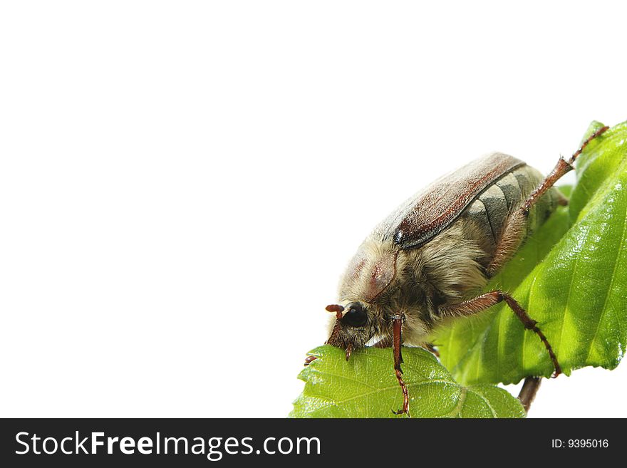 May-bug on a tree branch.