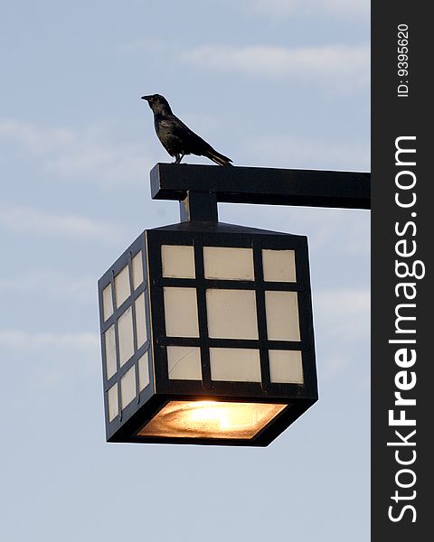 Black Bird On Top Of Street Lamp