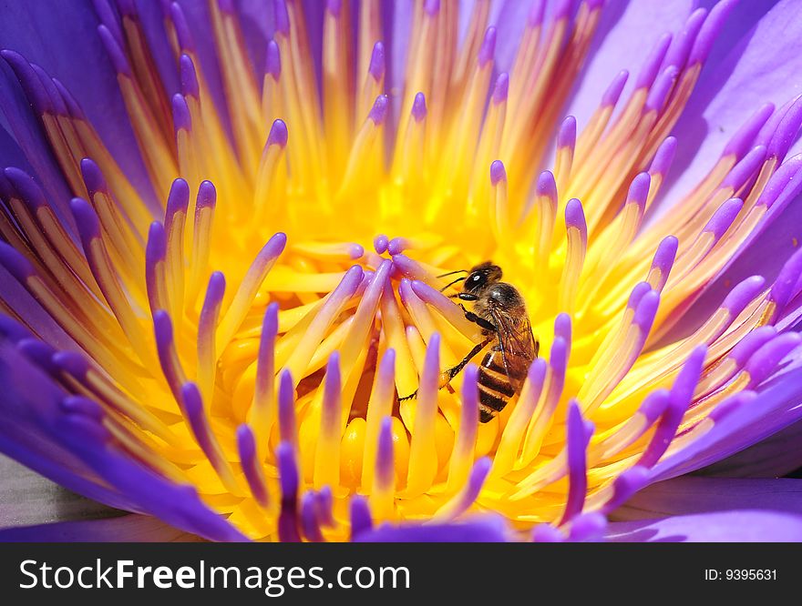 Close up of purple lotus and bee. Close up of purple lotus and bee