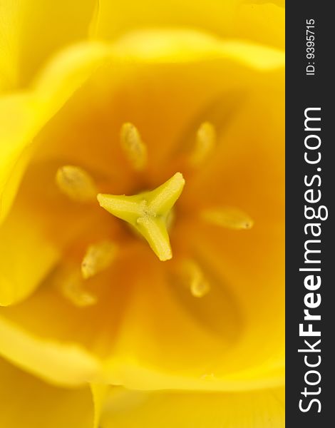 Yellow tulip, macro, floral background