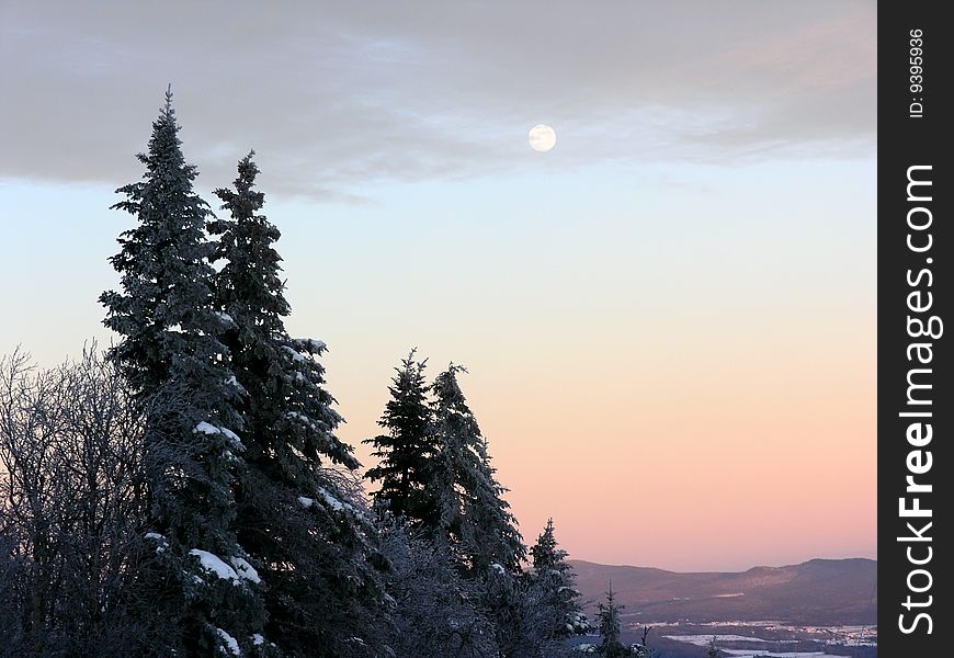Full moon above snowy tree at sunset. Full moon above snowy tree at sunset.