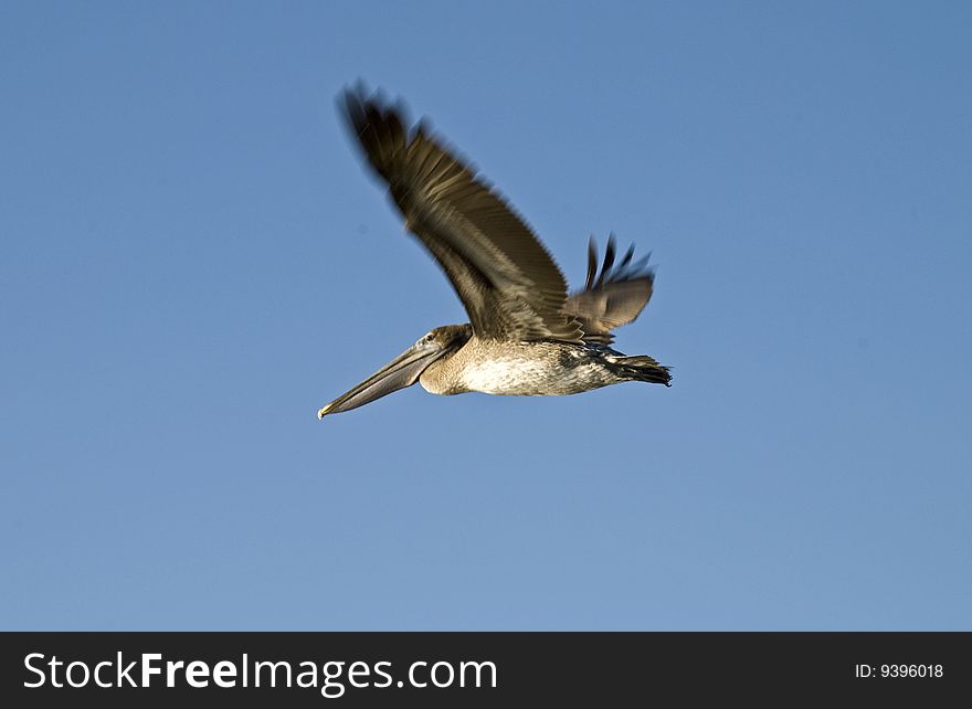 Brown pelican in flight with blue sky background