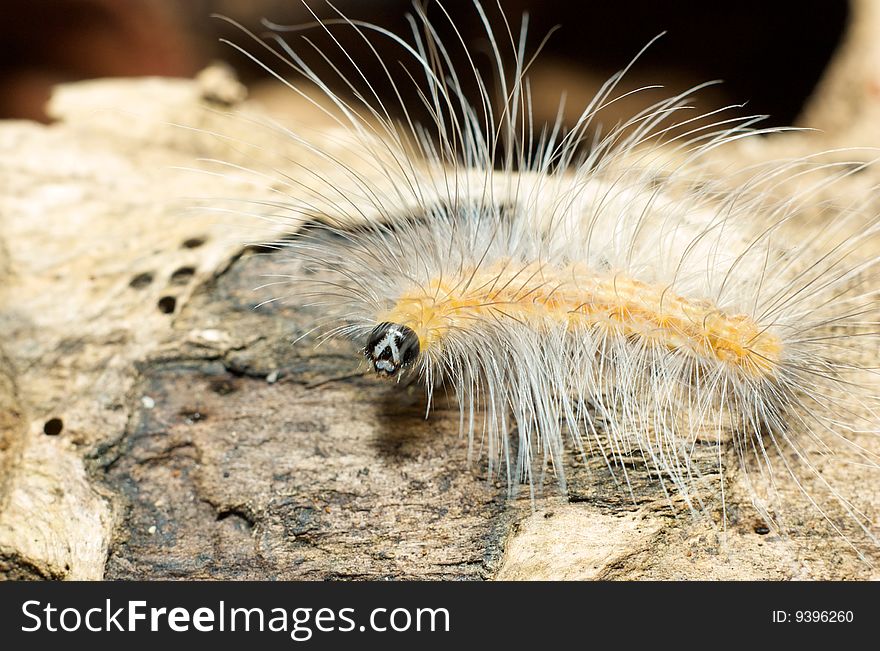 Caterpillar with long hair macro close up