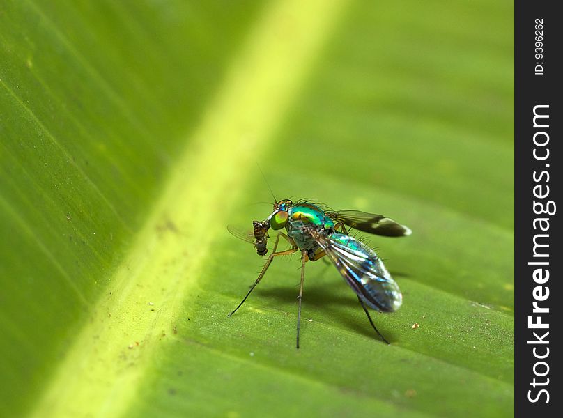 Big flies eating on big green leaf macro close up. Big flies eating on big green leaf macro close up