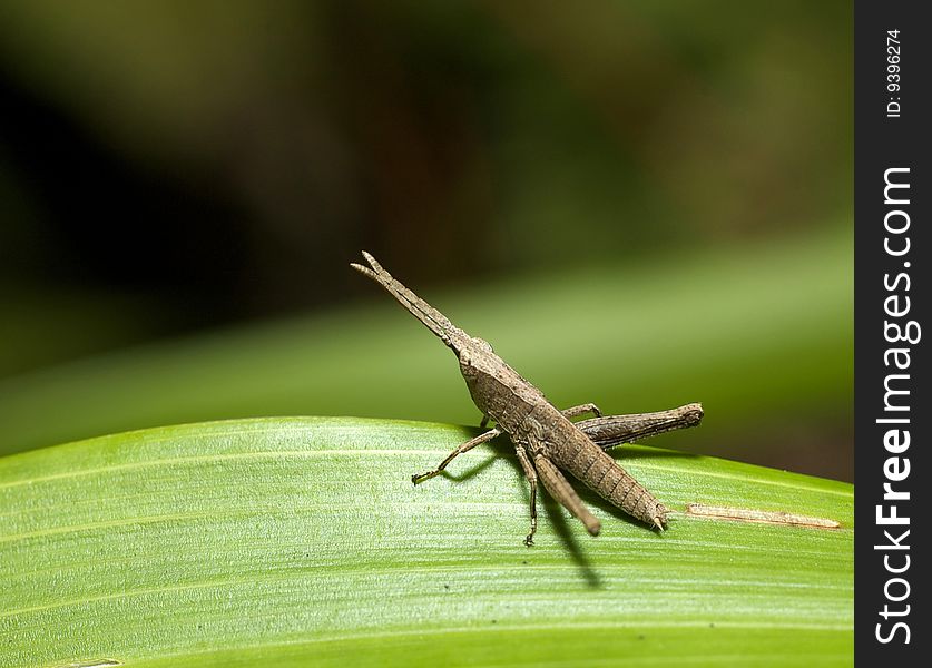 Young brown grass hopper rest on green leaf. Young brown grass hopper rest on green leaf
