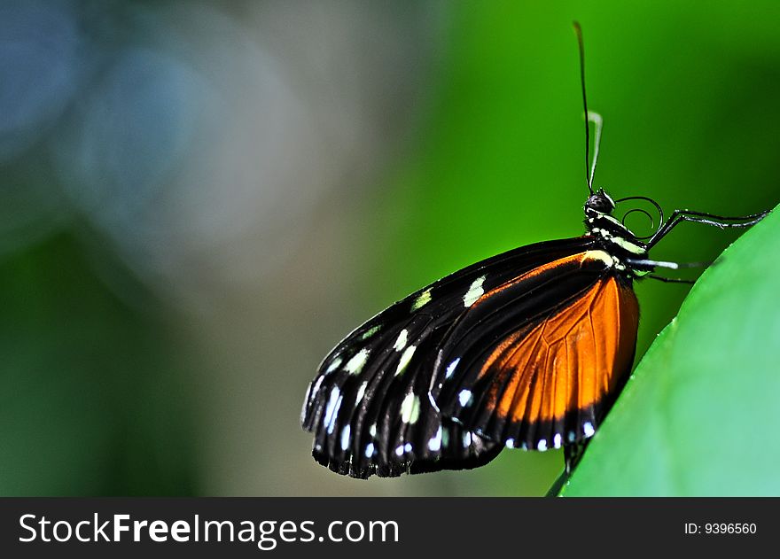 a colourful butterfly is perched on a leaf in a tropical garden. a colourful butterfly is perched on a leaf in a tropical garden