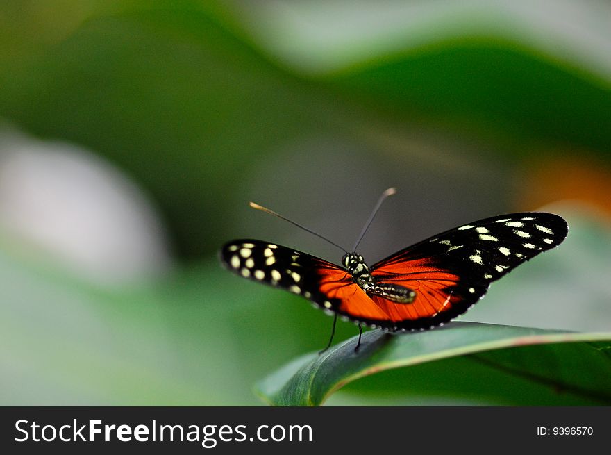 This beautiful heliconia butterfly was perched on a leaf ready to fly away. This beautiful heliconia butterfly was perched on a leaf ready to fly away