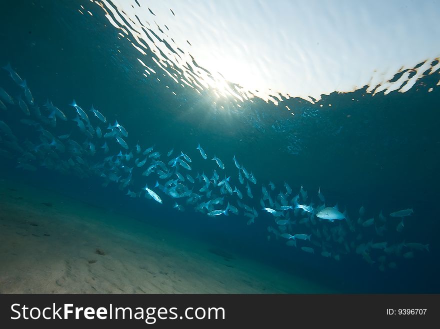 Ocean, sun and foldlip mullet taken in the red sea.