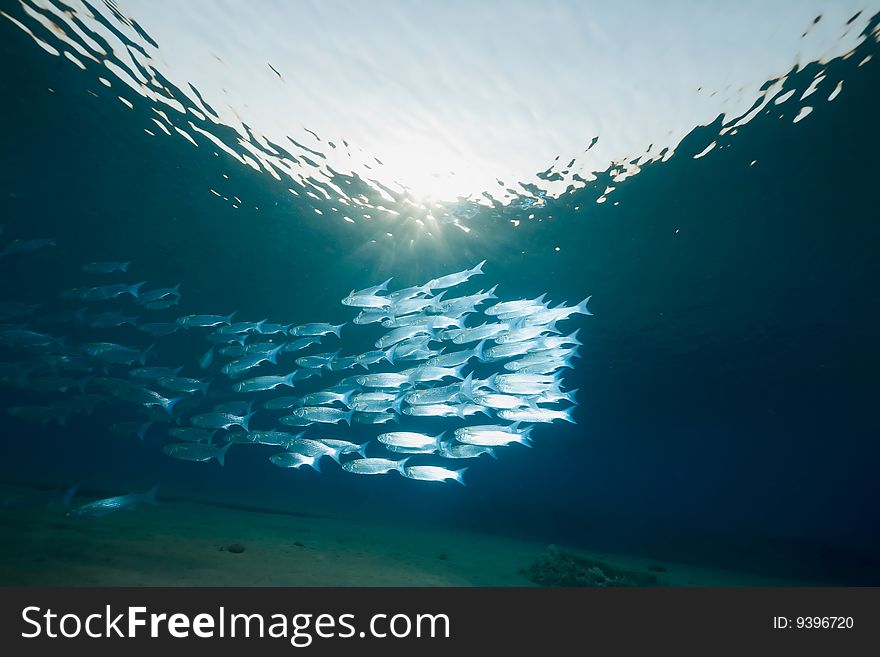 Ocean, Sun And Foldlip Mullet