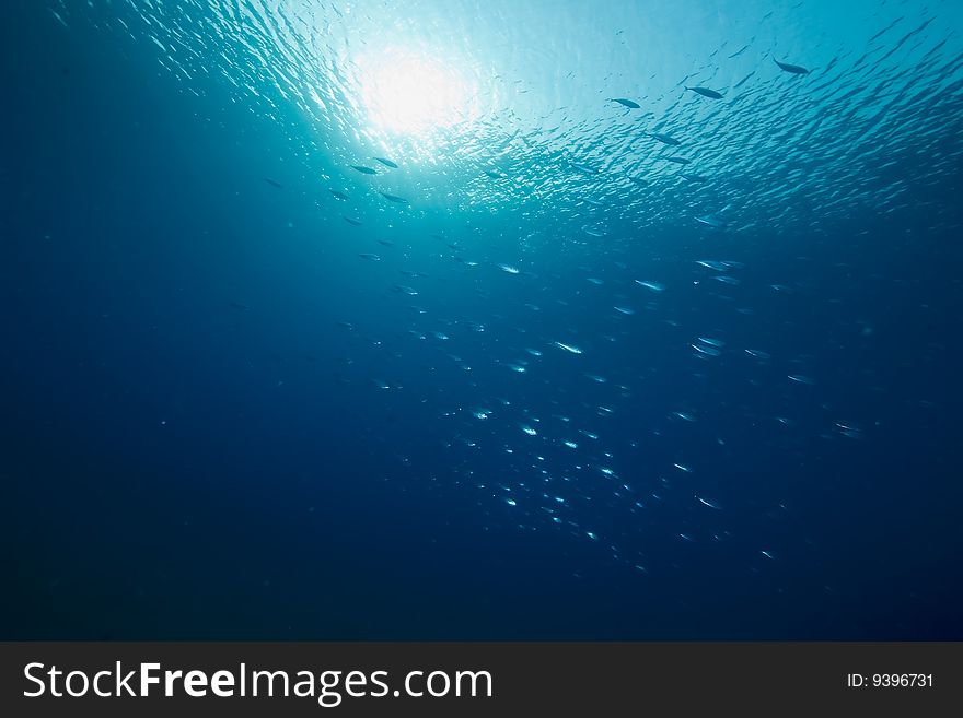 Ocean, sun and fish taken in the red sea.