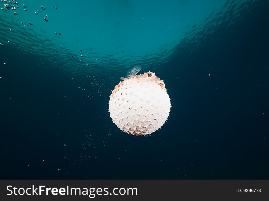 Ocean, Sun And Yellowspotted Burrfish