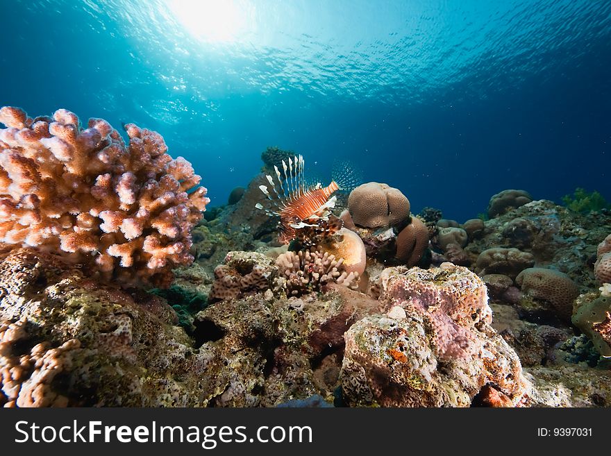 Ocean, sun and lionfish taken in the red sea.