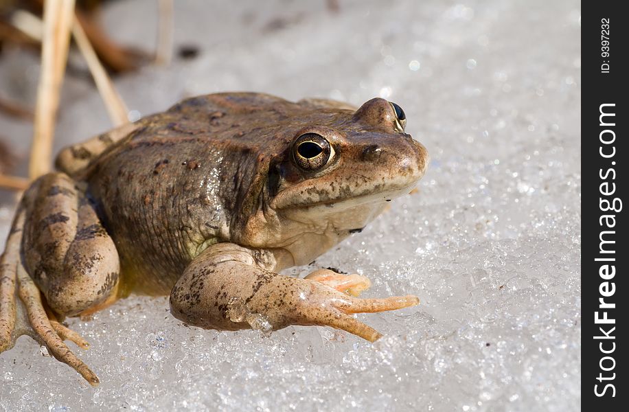 A close-up of the frog on ice. Early spring. A close-up of the frog on ice. Early spring.