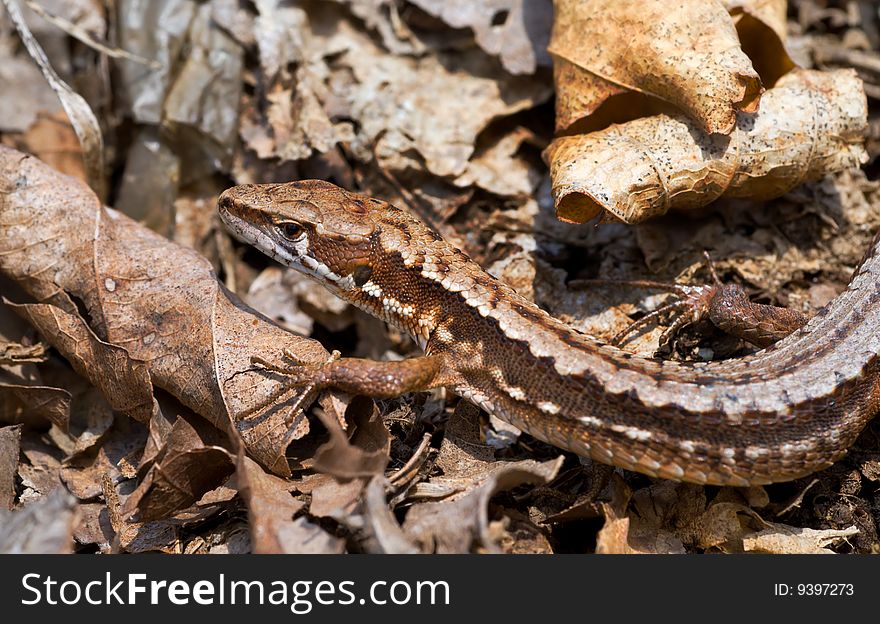 A close-up of the lizard (Tachydromus amurensis) on dry leaves. A close-up of the lizard (Tachydromus amurensis) on dry leaves.