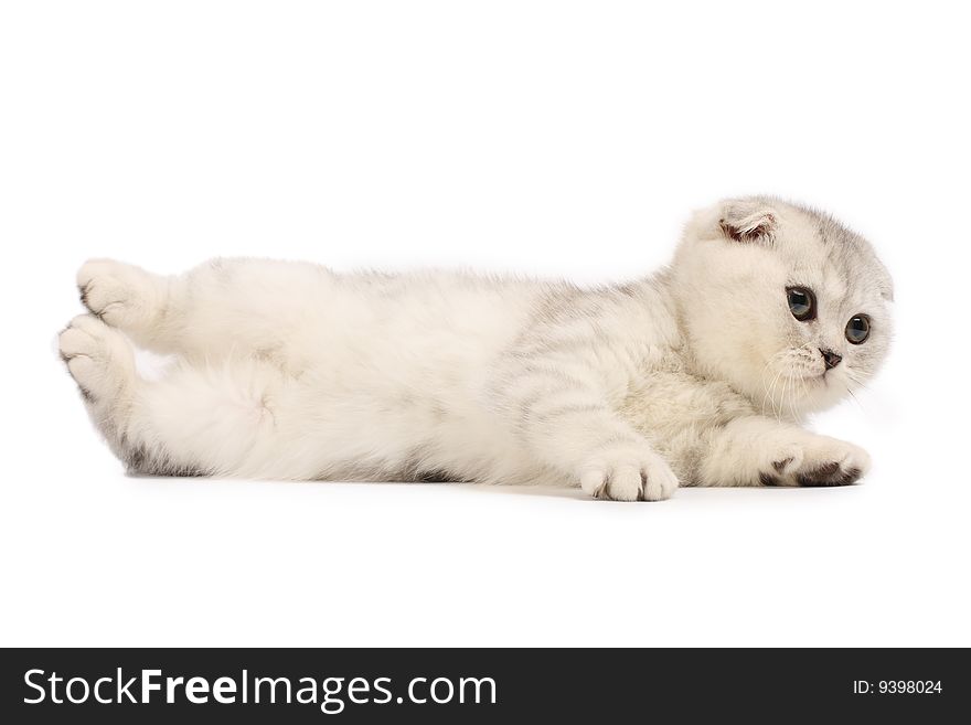 Funny silver scottish fold kitten lying down. Funny silver scottish fold kitten lying down