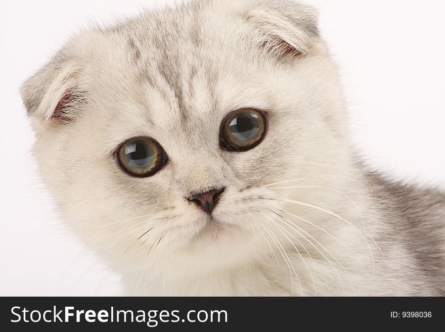 Scottish fold kitten close-up portrait. Scottish fold kitten close-up portrait