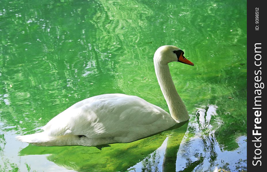 A swan on a lake
