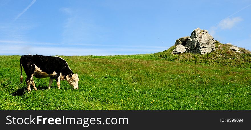 Panoramic of solitary single black & white cow standing sideways chewing on the green grass in a field with a stone tor in the background. Panoramic of solitary single black & white cow standing sideways chewing on the green grass in a field with a stone tor in the background.