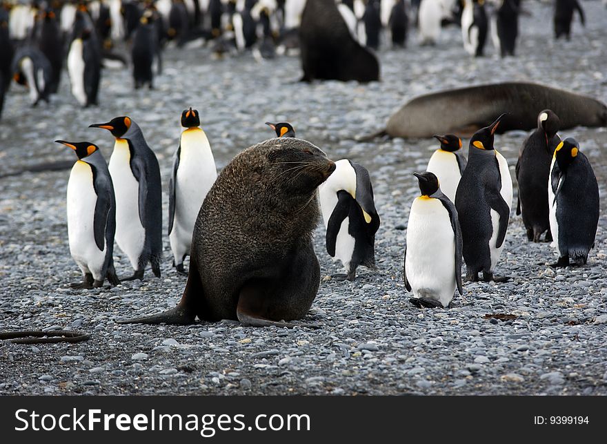 Group of king penguin in antarctica and seal