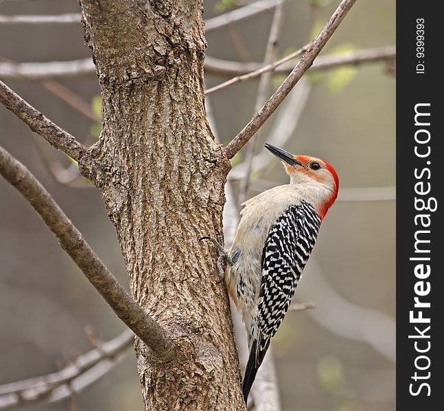 Red-bellied woodpecker perched on the side of a tree