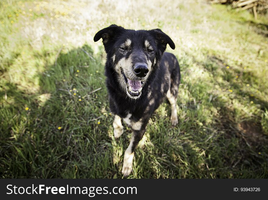 Happy dog, detail of a happy dog, pet