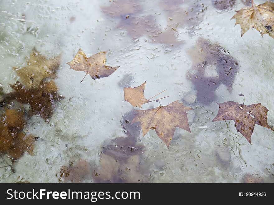 Cold water with leaves, detail of a winter day, cold. Cold water with leaves, detail of a winter day, cold