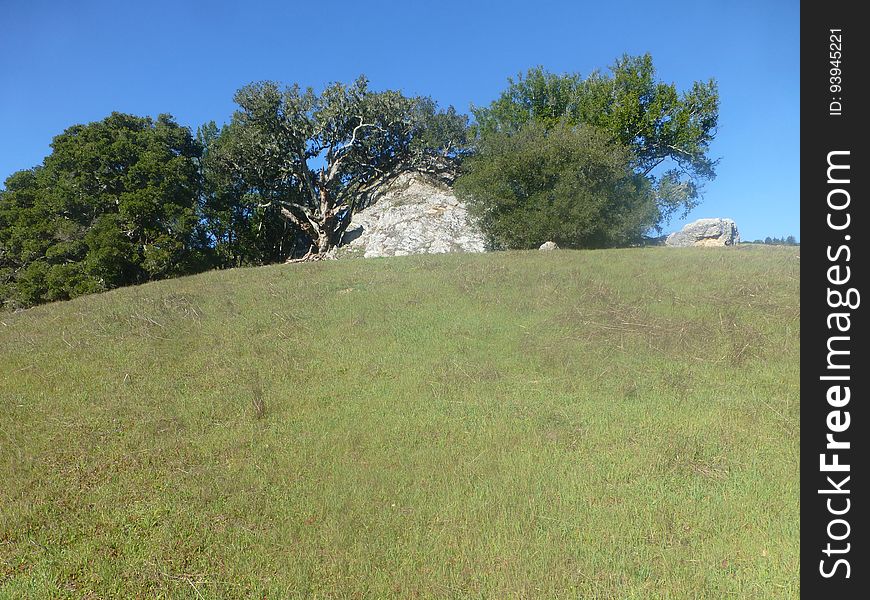 Sky, Plant, Tree, Slope, Natural landscape, Terrain