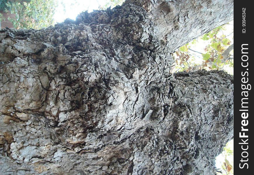 Bedrock, Wood, Trunk, Tree