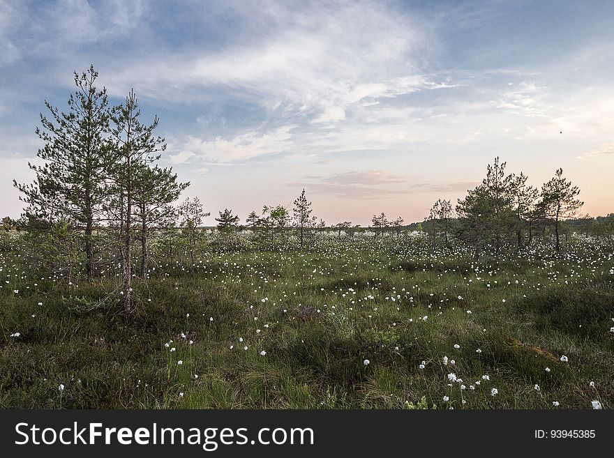 Field With White Flowers