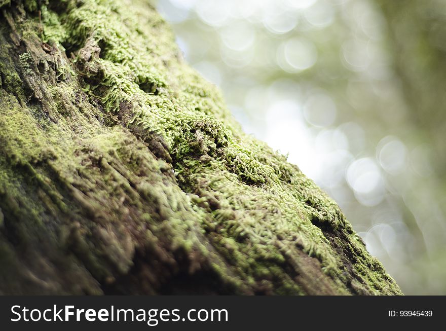 Moss Growing On A Tree Trunk