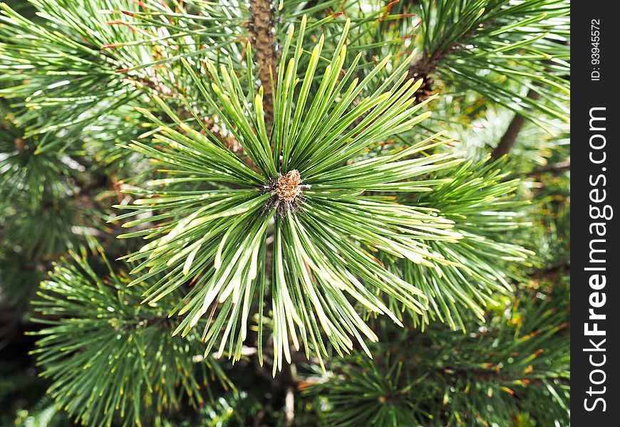 Pine Needles On Pine Trees