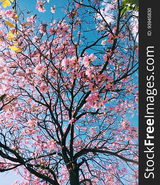Tree With Pink Blossoms