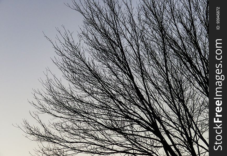 Bare Tree Branches