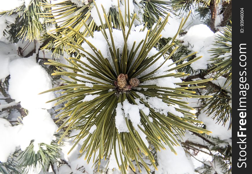 Macro Of Snow On Pine Leaves
